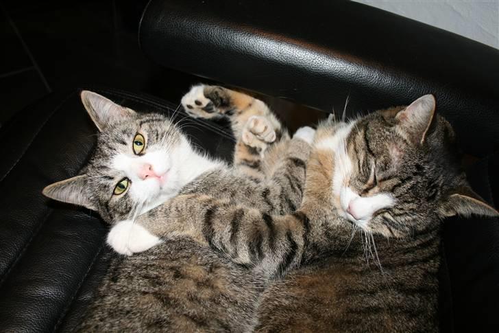 Blanding af racer Sofie *givet væk* - sofie og sofus billede 2