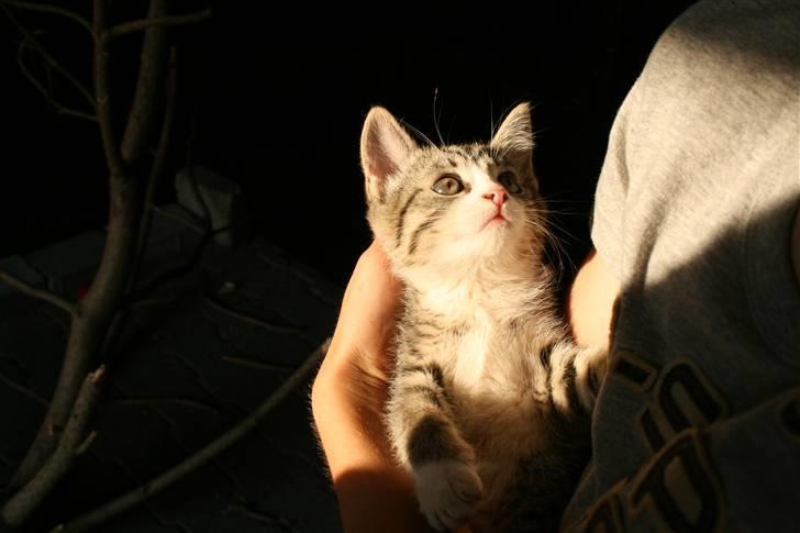 Blanding af racer Sofie *givet væk* billede 4