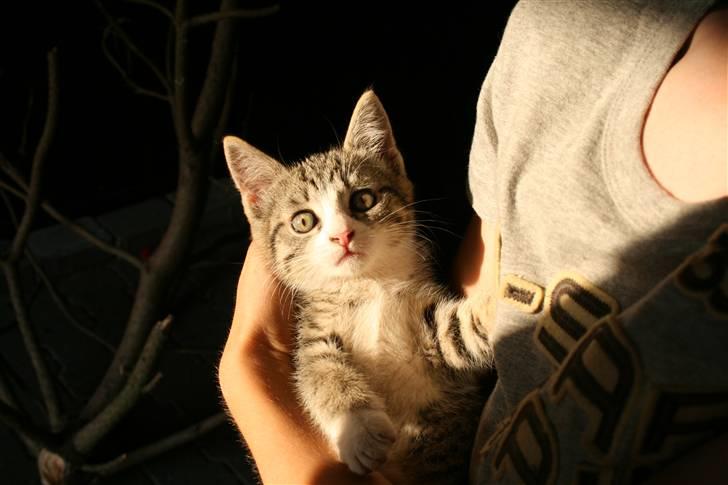 Blanding af racer Sofie *givet væk* billede 5