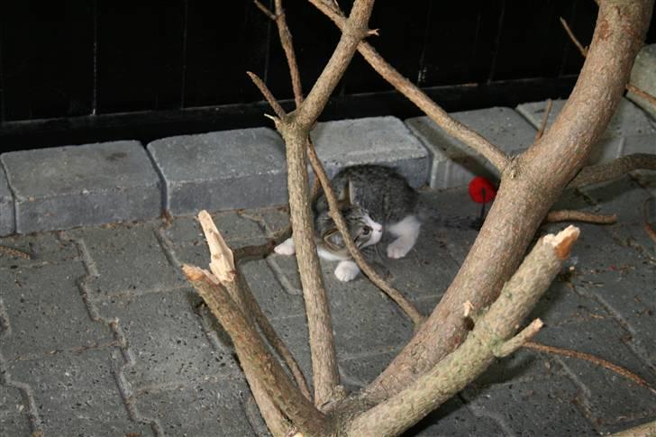 Blanding af racer Sofie *givet væk* - hun elsker at lege billede 6