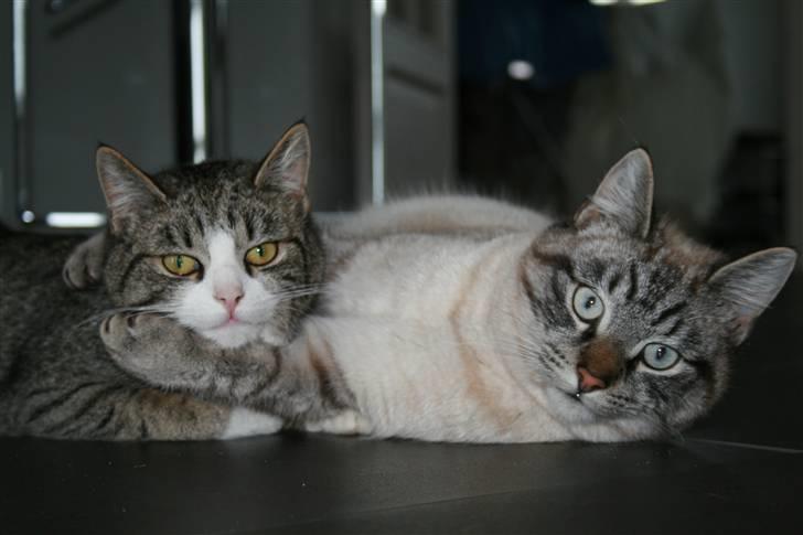 Blanding af racer Sofie *givet væk* - søskende kærlighed billede 7