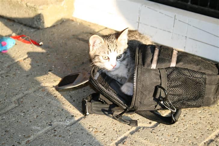 Blanding af racer Sofie *givet væk* - 8 uger gammel (: billede 8