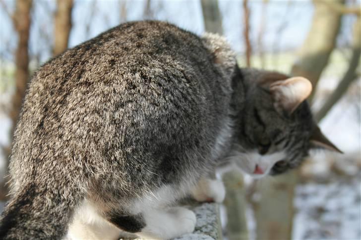 Blanding af racer Sofie *givet væk* - nyt 2009 billede 9