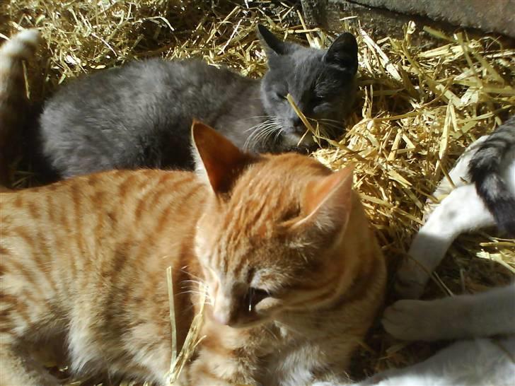 Blanding af racer Samson - Samson ligger i halmen billede 12