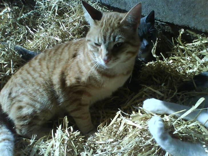 Blanding af racer Samson billede 13