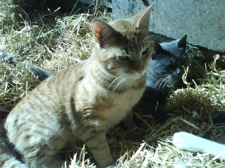 Blanding af racer Samson billede 14