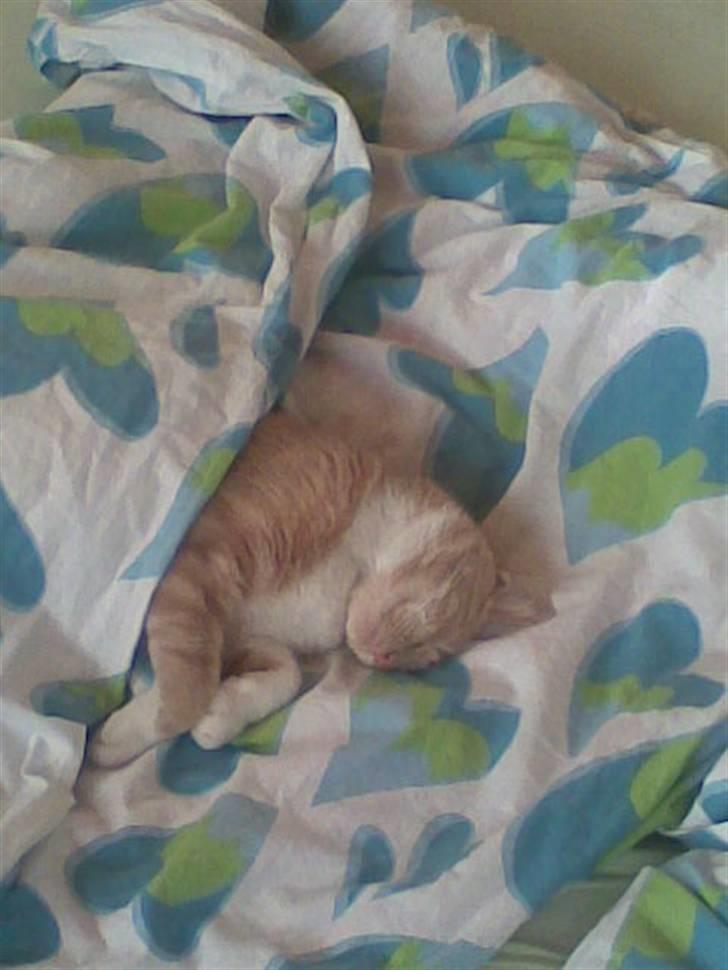 Huskat Sofus billede 18