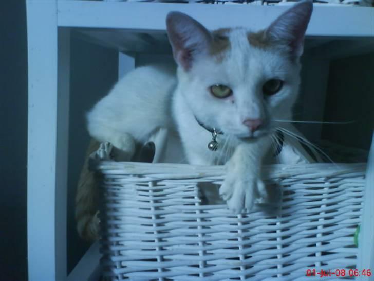 Blanding af racer silke billede 17