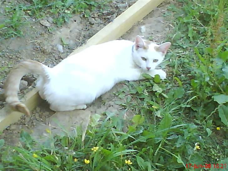 Blanding af racer silke billede 18