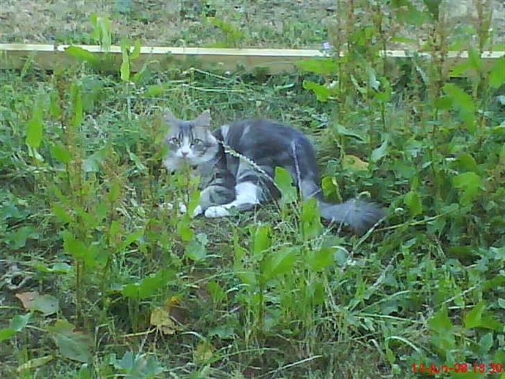 Norsk Skovkat spitty billede 19