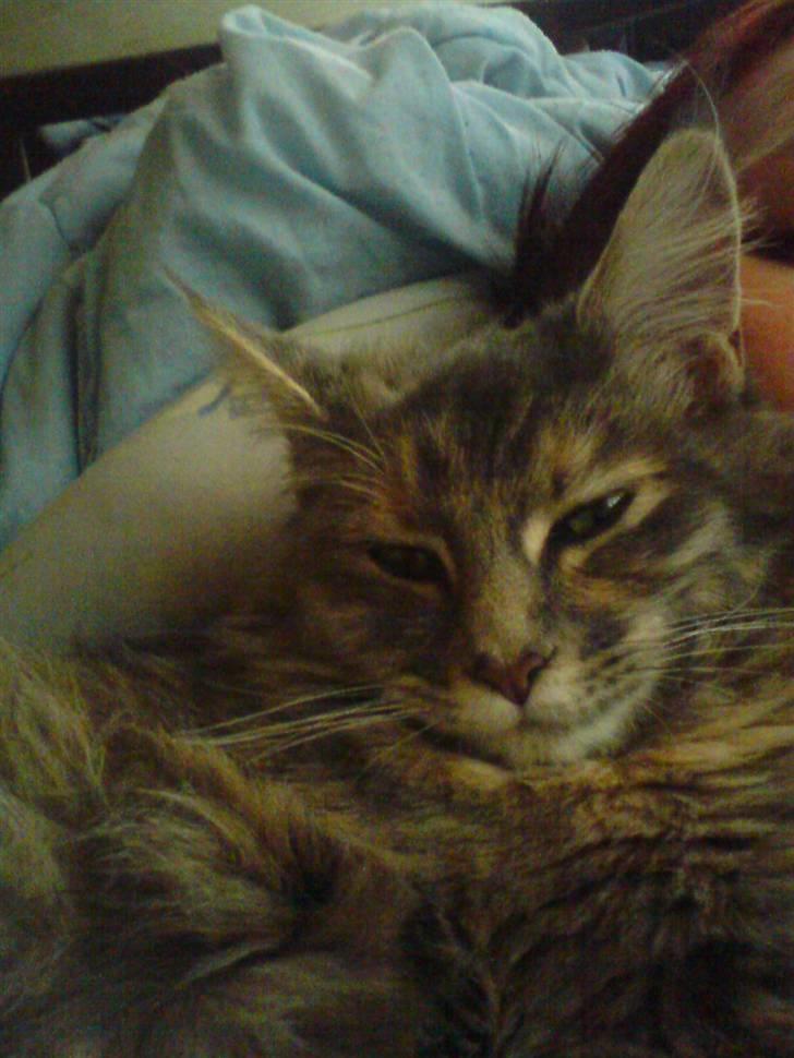 Maine Coon Tulle (SOLGT) billede 1