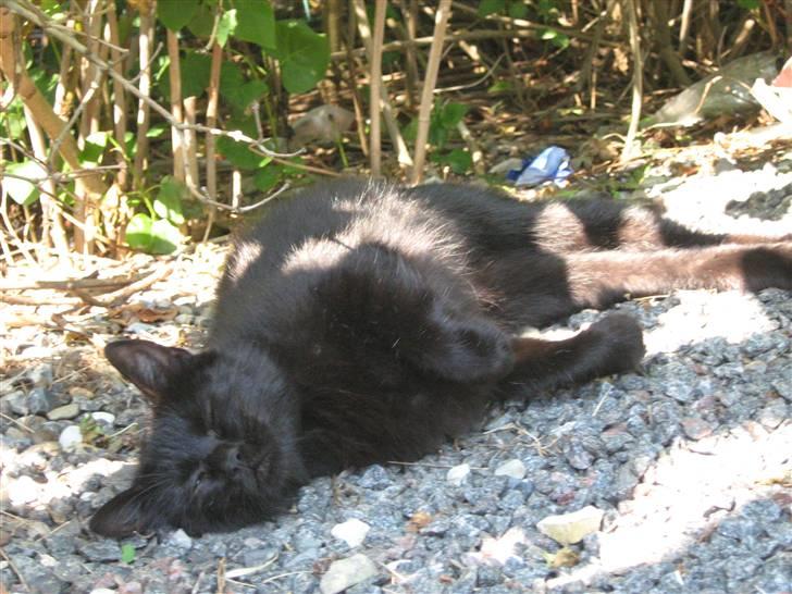 Blanding af racer silke - snoork - :P billede 16