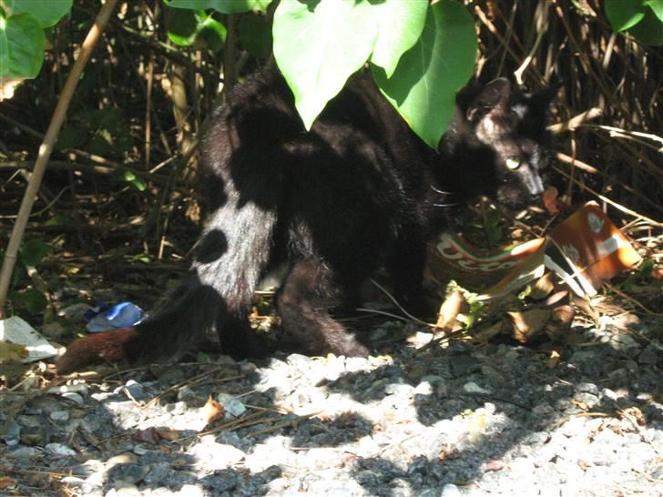 Blanding af racer silke - er jo godt camofleret billede 17