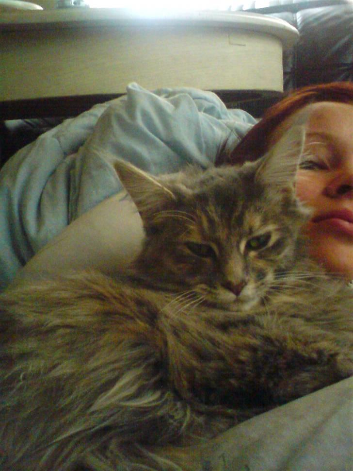 Maine Coon Tulle (SOLGT) billede 2