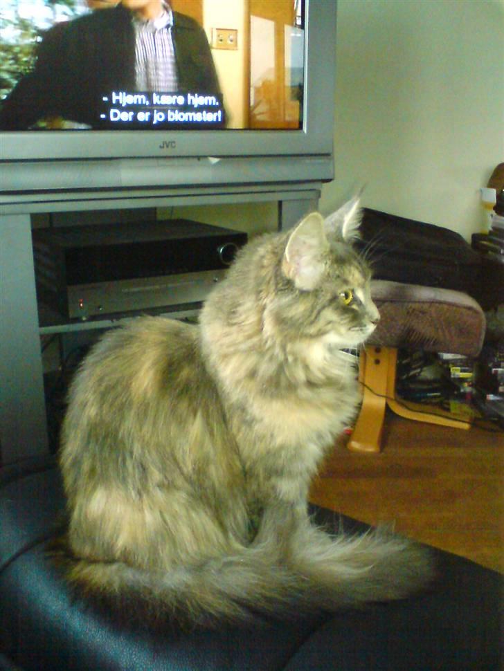 Maine Coon Tulle (SOLGT) billede 3
