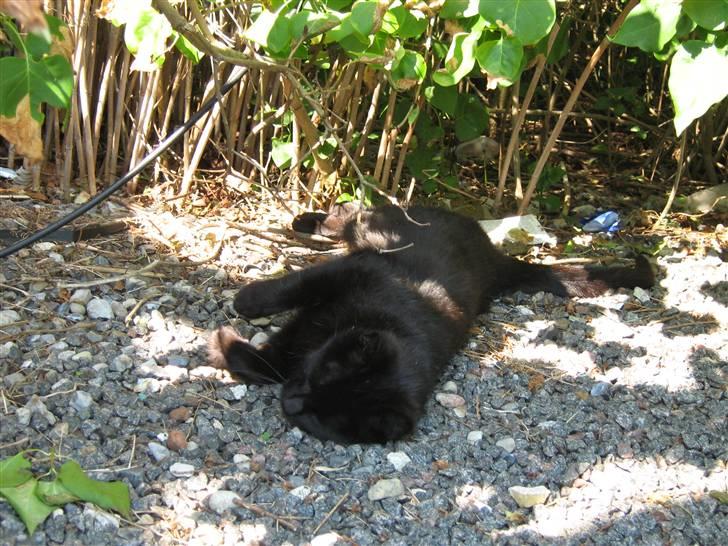 Blanding af racer silke - uhh det klør - lige der. billede 18