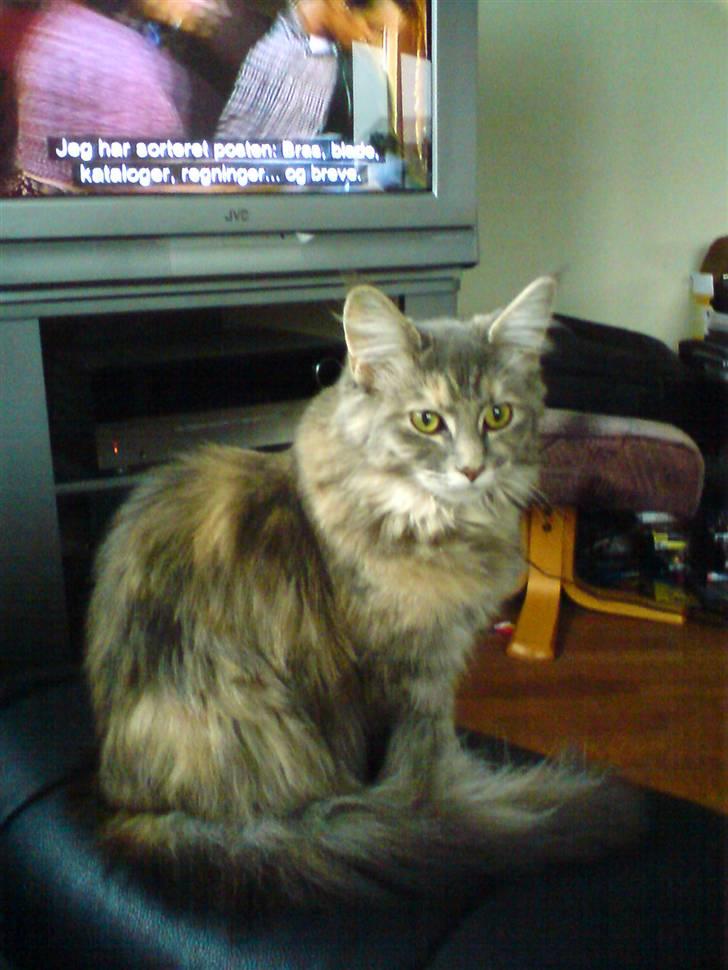 Maine Coon Tulle (SOLGT) billede 4