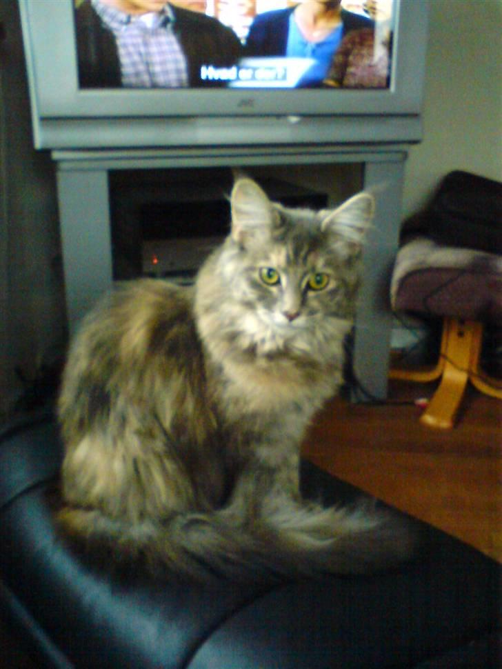 Maine Coon Tulle (SOLGT) billede 5