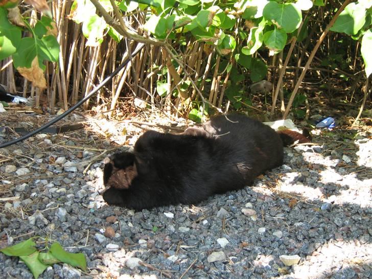 Blanding af racer silke billede 19