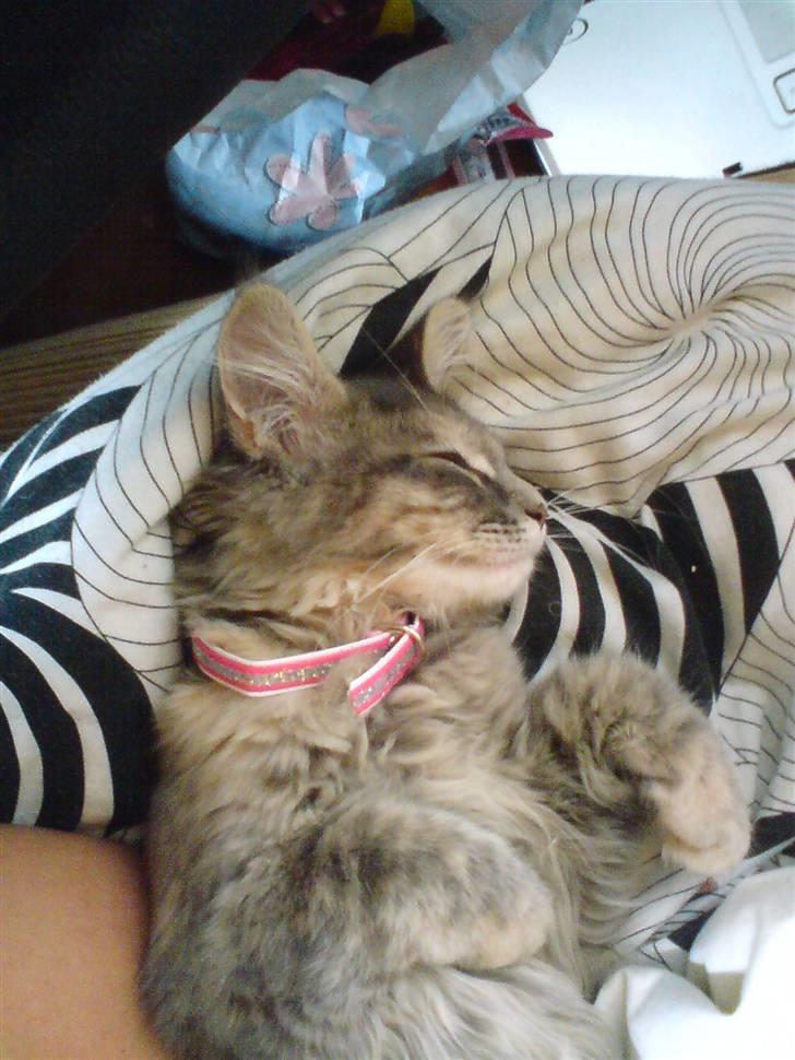 Maine Coon Tulle (SOLGT) billede 6