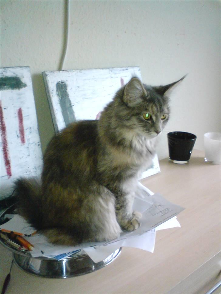 Maine Coon Tulle (SOLGT) billede 7