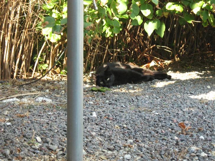 Blanding af racer silke - davs og forvaller billede 20