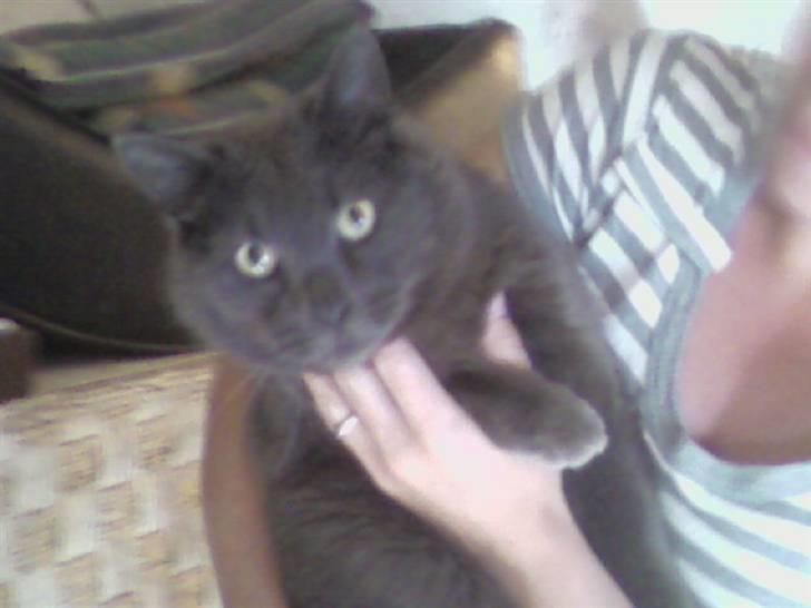 Blanding af racer Nulle billede 4