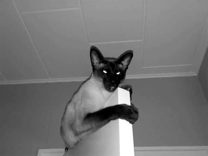 Siameser - DK Hancock's Charlie - SE MIG!! jeg kunne springe heeele vejen op på døren ;p jeg er såå dygtig. billede 13