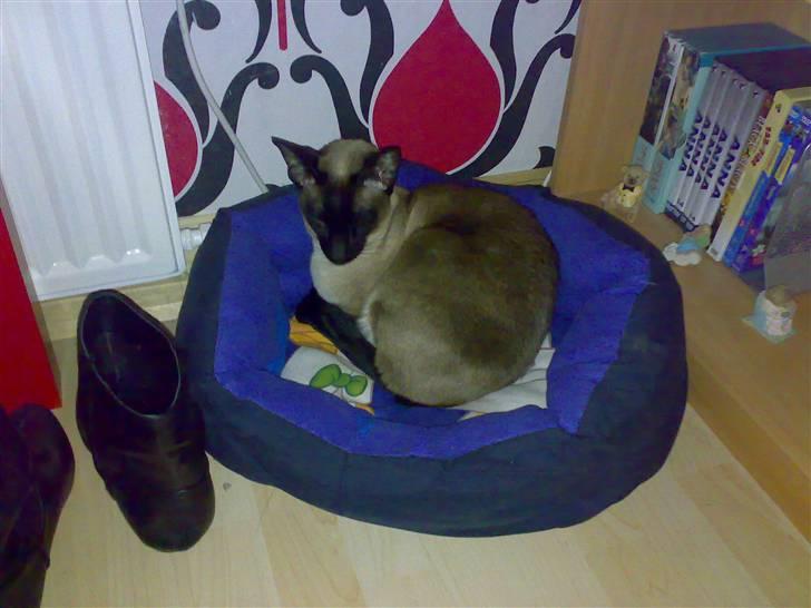 Siameser - DK Hancock's Charlie - Her er dejlig blødt. billede 14