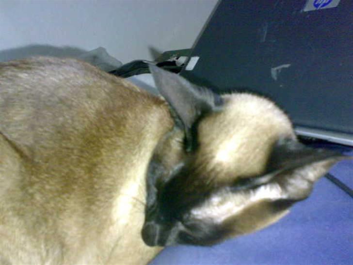 Siameser - DK Hancock's Charlie - Det dejligt at sove på camillas ben når hun laver lektier ;p billede 15