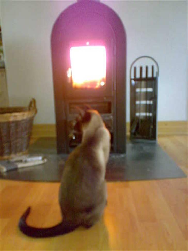 Siameser - DK Hancock's Charlie - Jeg elsker vinteren, så bliver brændeovnen nemlig tændt. :D billede 16