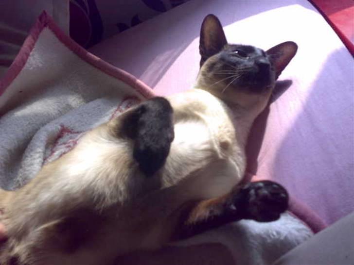 Siameser - DK Hancock's Charlie - Dejligt der er nogen der gider klø mig. billede 17