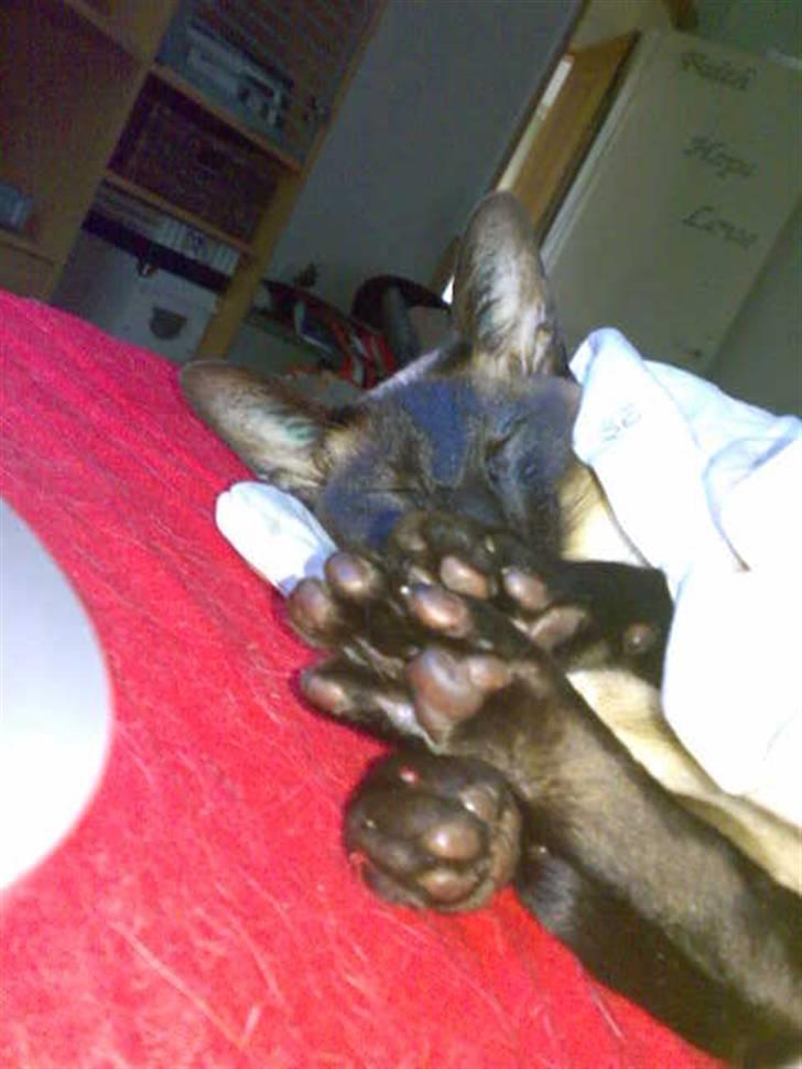 Siameser - DK Hancock's Charlie - Sove, sove. under en dejlig varm dyne. ;p billede 19