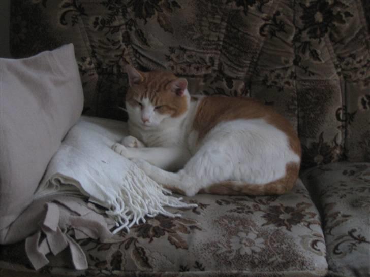 Huskat Store Solgt - Elsker at slappe af efter en hård musse jagt billede 2