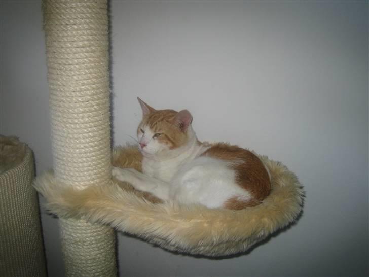 Huskat Store Solgt - MIN elskede hængekøje..... Som jeg desvære skal dele med Dúchess :-( billede 3