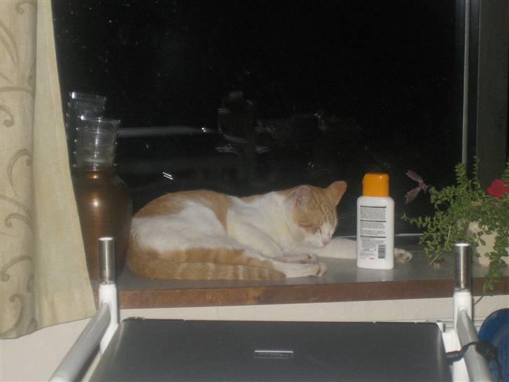 Huskat Store Solgt - Vindues putning billede 4