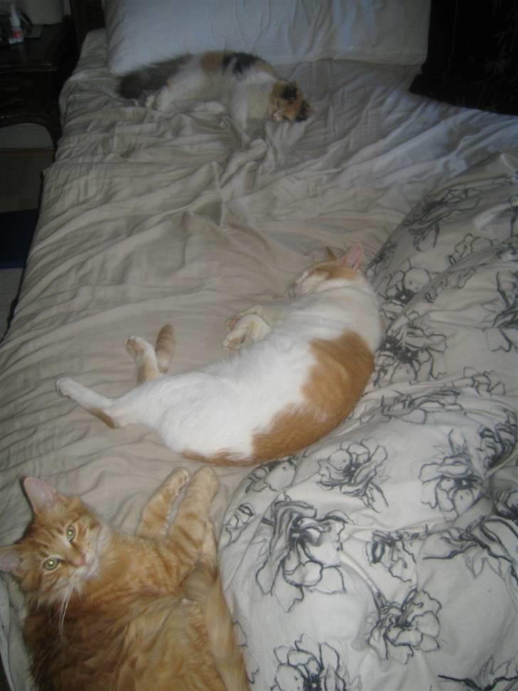 Huskat Store Solgt - Fælles sovning billede 5