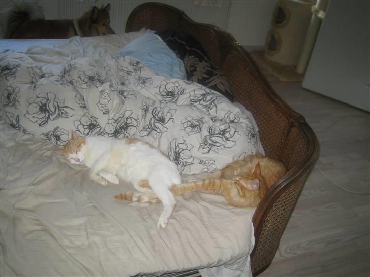 Huskat Store Solgt billede 6