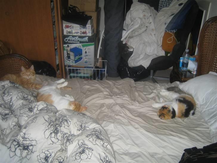 Huskat Store Solgt billede 7