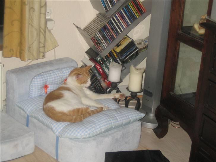 Huskat Store Solgt billede 9