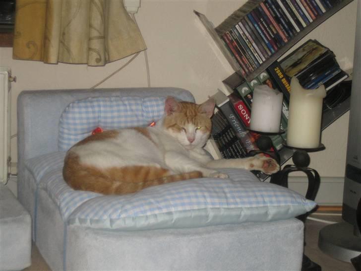 Huskat Store Solgt billede 10