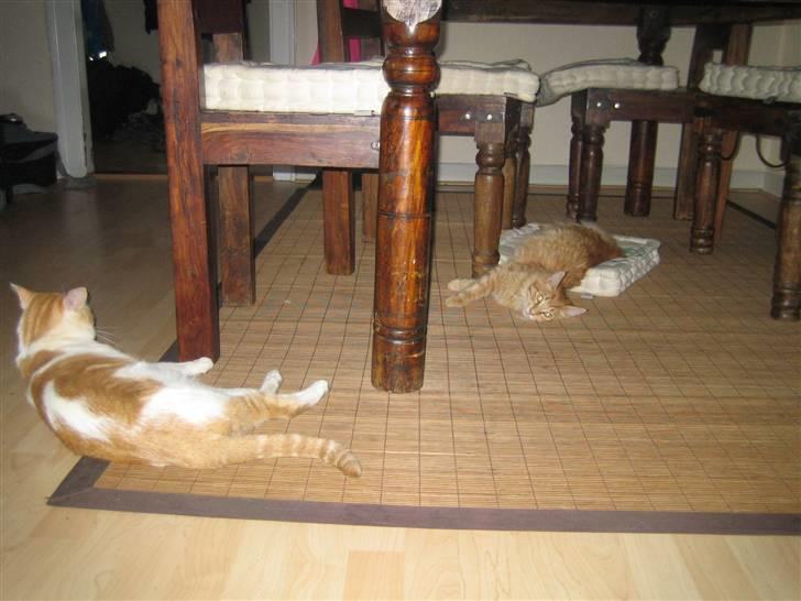 Huskat Store Solgt billede 11