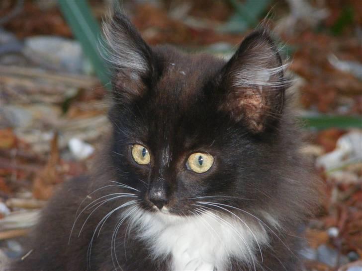 Huskat Pjuske billede 1