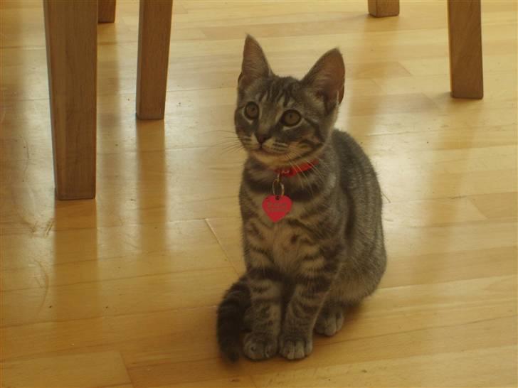 Huskat Cille † R.I.P. † billede 7