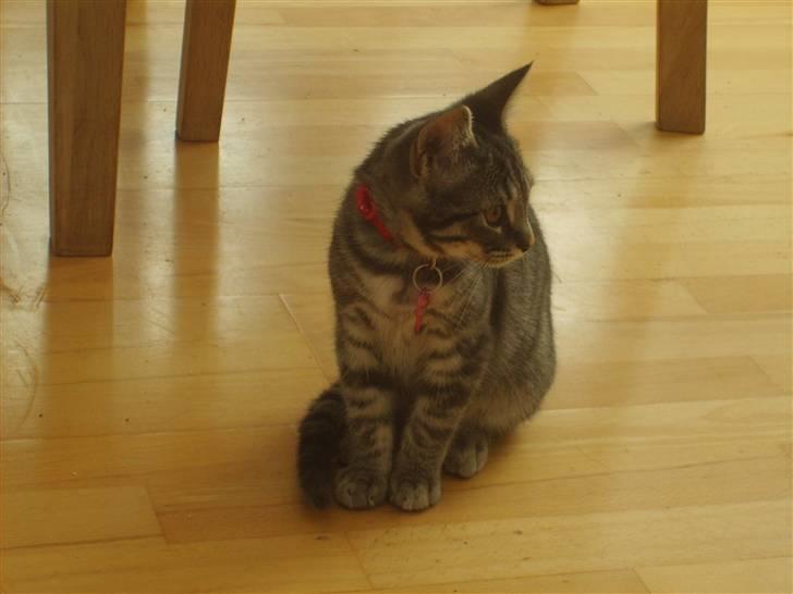 Huskat Cille † R.I.P. † billede 8