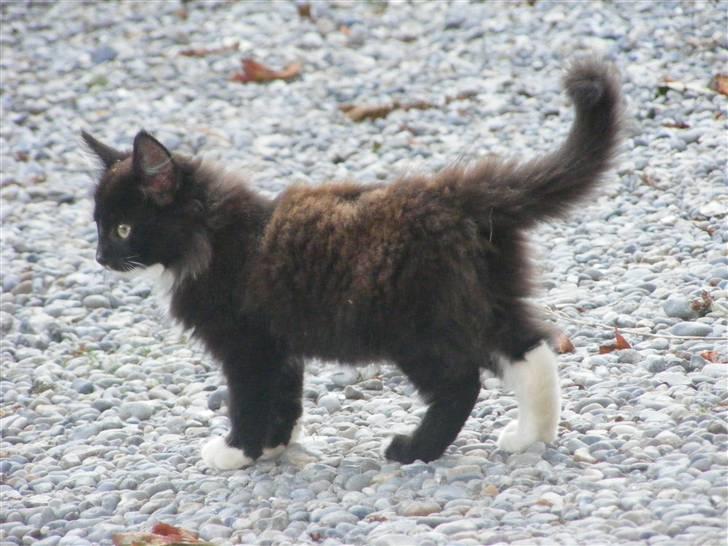 Huskat Pjuske billede 2