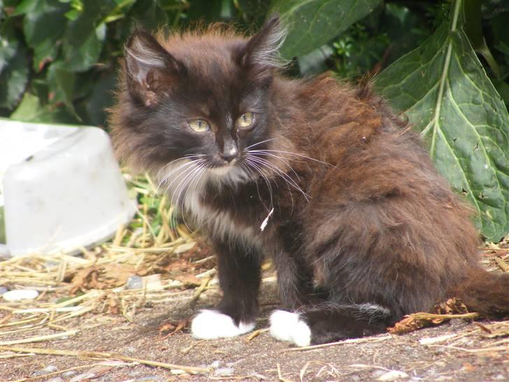 Huskat Pjuske billede 3