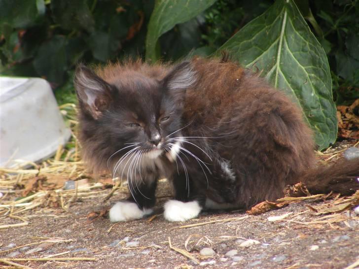 Huskat Pjuske billede 4