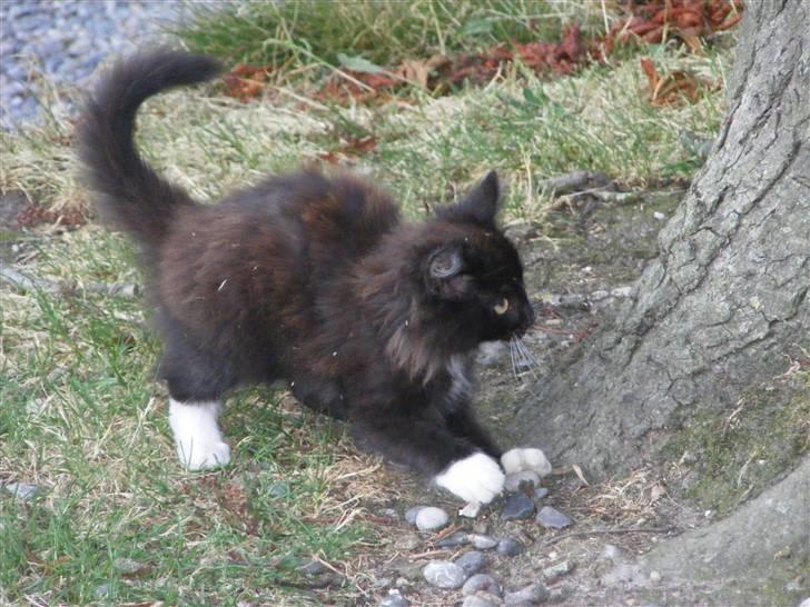 Huskat Pjuske billede 5