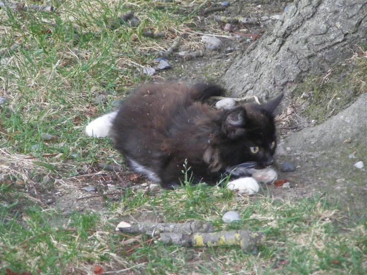 Huskat Pjuske billede 6